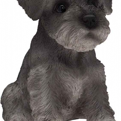 Schnauzer mignon